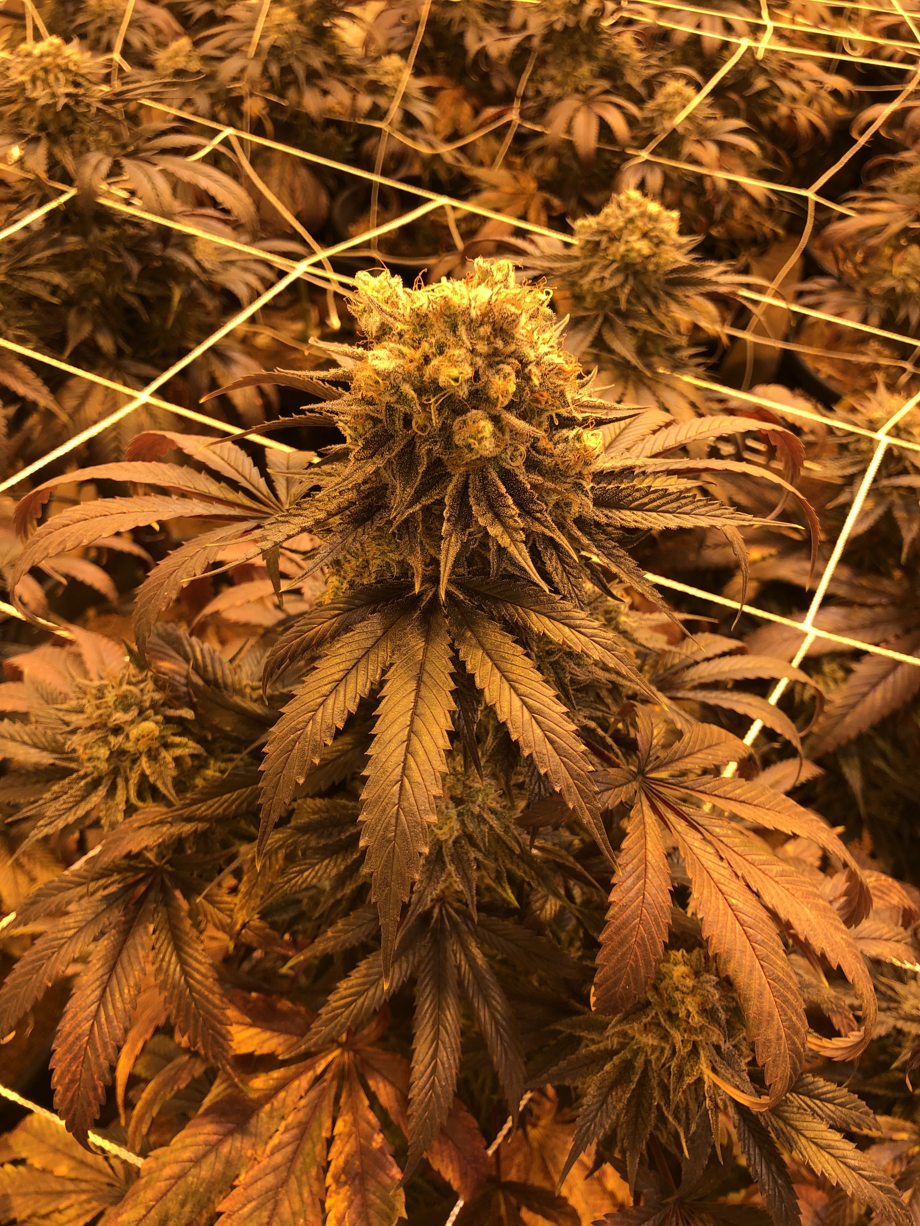 Flor en planta dentro del cultivo indoor