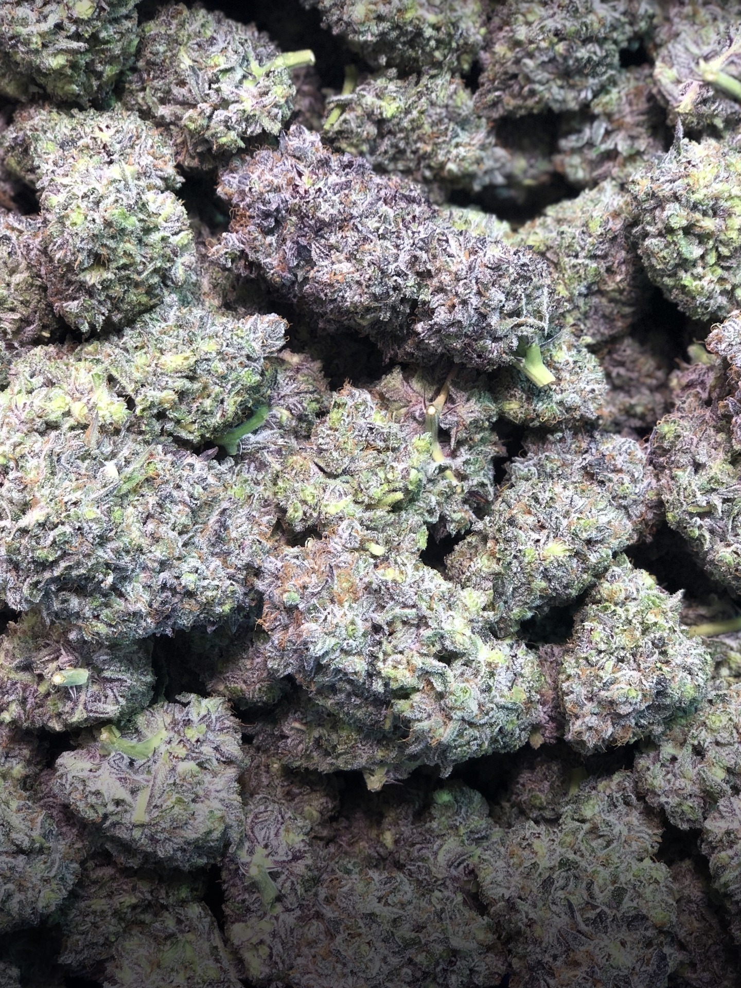 Flores SmokeKings agrupadas en primer plano